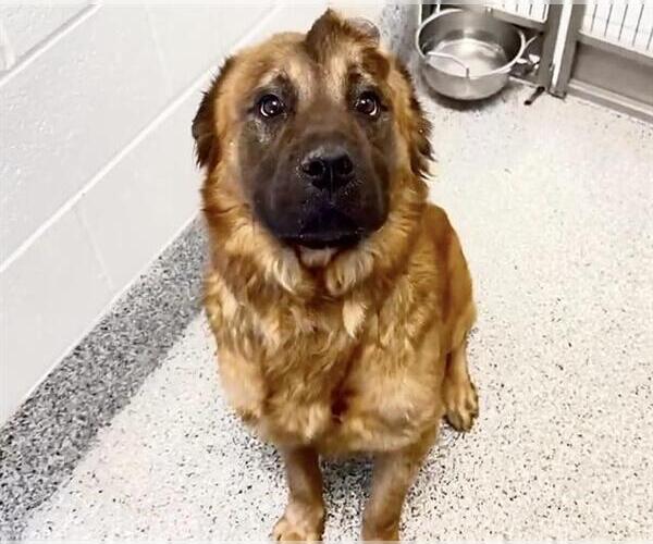 Medium Photo #2 Chow Chow-German Shepherd Dog Mix Puppy For Sale in Houston, TX, USA