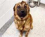 Small #1 Chow Chow-German Shepherd Dog Mix