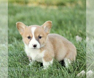 Pembroke Welsh Corgi Puppy for sale in CHRISTIANA, PA, USA