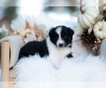 Small #4 Border Collie
