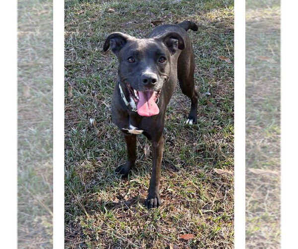 Medium Photo #6 Mutt Puppy For Sale in Boston, MA, USA