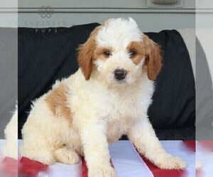 Goldendoodle Puppy for Sale in NARVON, Pennsylvania USA