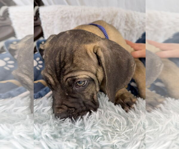 Medium Photo #4 Mutt Puppy For Sale in Goodyear, AZ, USA