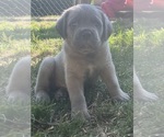 Image preview for Ad Listing. Nickname: Litter of 6