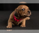 Small Photo #19 Dachshund Puppy For Sale in CROWLEY, TX, USA