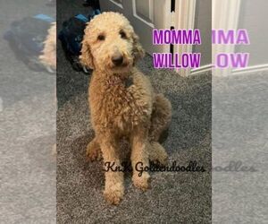 Mother of the Goldendoodle puppies born on 12/19/2022