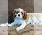 Small #3 Cavalier King Charles Spaniel