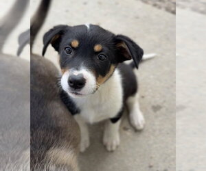 Mutt Dogs for adoption in Bemidji, MN, USA