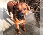 Small Photo #1 Rhodesian Ridgeback Puppy For Sale in MURFREESBORO, TN, USA