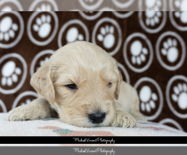 Medium Photo #7 Goldendoodle Puppy For Sale in ESCOHEAG, RI, USA