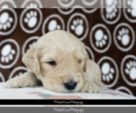 Small Photo #7 Goldendoodle Puppy For Sale in ESCOHEAG, RI, USA