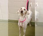 Small Poodle (Standard)