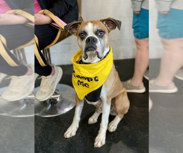 Medium Photo #6 Boxer Puppy For Sale in Austin, TX, USA