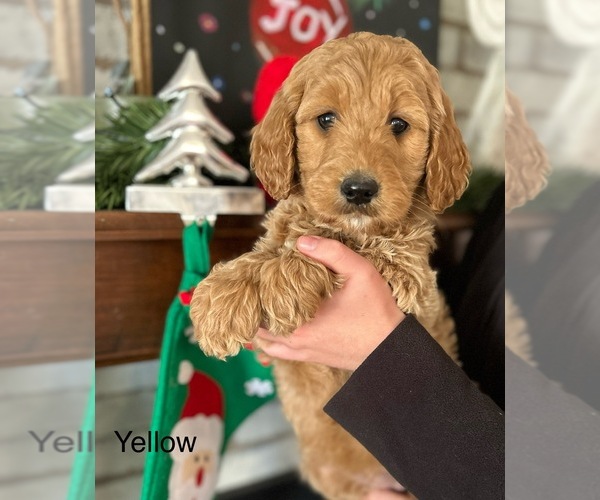 Medium Photo #1 Goldendoodle Puppy For Sale in CROCKETT, TX, USA