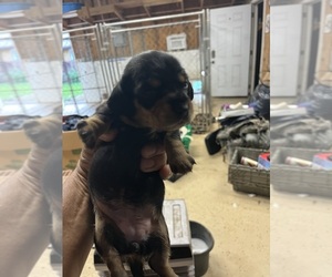 Dachshund Puppy for sale in WHITE OAK, GA, USA