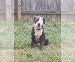 Small #1 American Pit Bull Terrier Mix