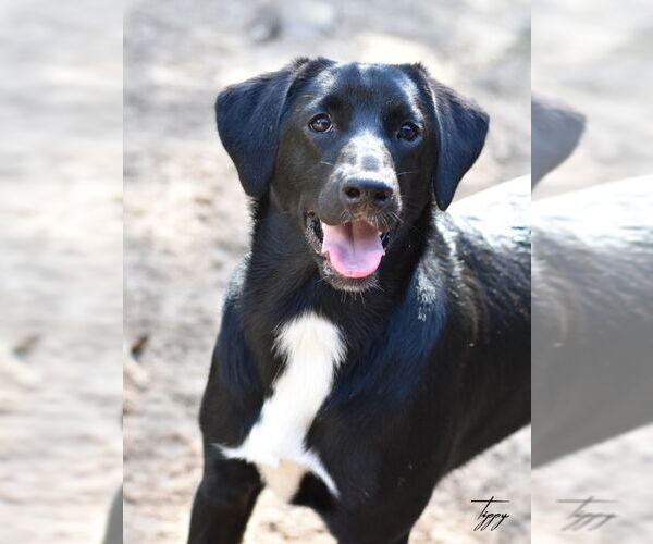 Medium Photo #2 Mutt Puppy For Sale in The Woodlands, TX, USA