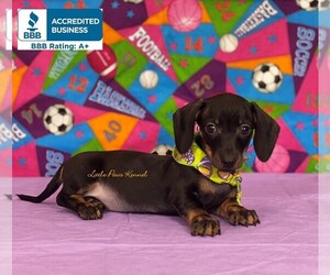 Dachshund Puppy for sale in WINNSBORO, LA, USA