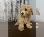 Small #61 Cavapoo-Poodle (Miniature) Mix