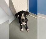 *MICKEY - Male German Shorthaired Pointer-Unknown Mix Dog for Adoption - Small photo