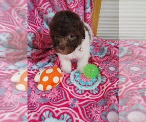 Poodle (Toy) Puppy for sale in WORCESTER, MA, USA