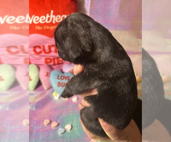 Medium Photo #2 Pug Puppy For Sale in MOUNT WASHINGTON, KY, USA