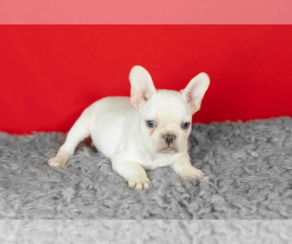 Medium Photo #2 French Bulldog Puppy For Sale in NAPPANEE, IN, USA