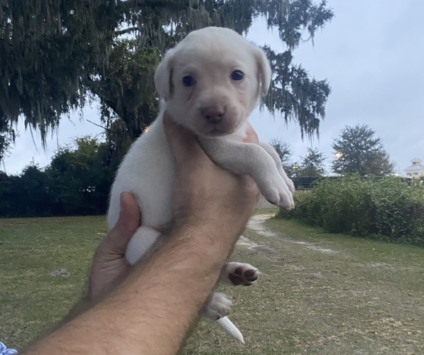 Medium Photo #1 Labrador Retriever Puppy For Sale in WILDWOOD, FL, USA