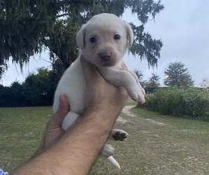 Labrador Retriever Puppy for sale in WILDWOOD, FL, USA