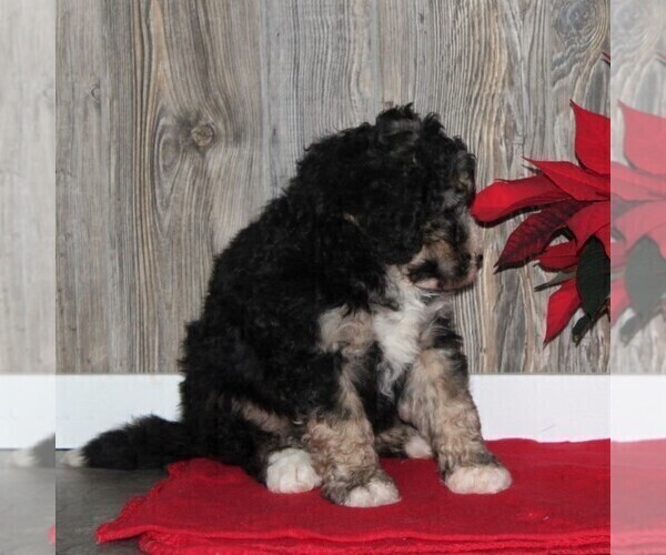 Medium Photo #5 Bernedoodle Puppy For Sale in HONEY BROOK, PA, USA