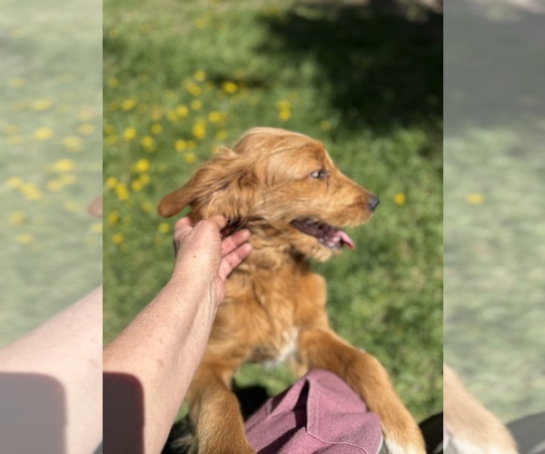 Medium Photo #5 Goldendoodle Puppy For Sale in SAINT CLOUD, MN, USA