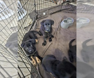 German Shepherd Dog Puppy for sale in INDIANAPOLIS, IN, USA