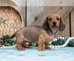 Small Photo #15 Dachshund Puppy For Sale in GREENWICH, OH, USA