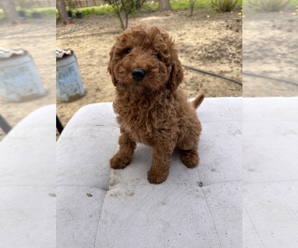 Medium Photo #1 Goldendoodle-Poodle (Standard) Mix Puppy For Sale in PATTERSON, CA, USA