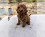 Small Photo #1 Goldendoodle-Poodle (Standard) Mix Puppy For Sale in PATTERSON, CA, USA
