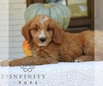 Small #1 Goldendoodle (Miniature)