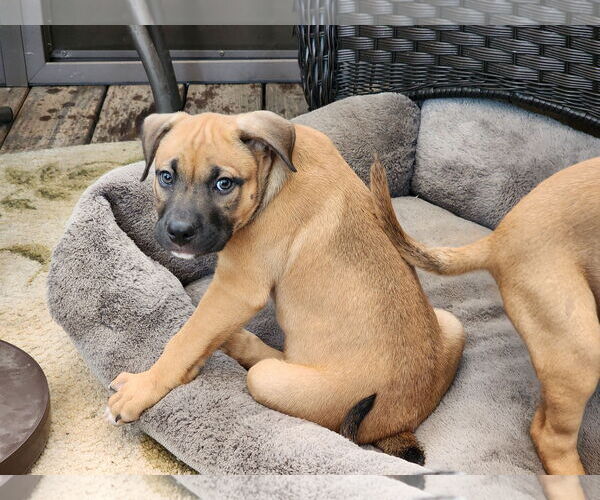 Medium Photo #2 American Pit Bull Terrier-American Staffordshire Terrier Mix Puppy For Sale in Marine City, MI, USA
