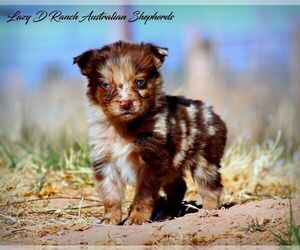 Australian Shepherd Puppy for Sale in TULAROSA, New Mexico USA