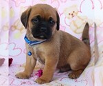 Small Photo #10 Puggle Puppy For Sale in CHARLOTT HALL, MD, USA