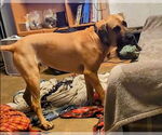 Small #18 Fila Brasileiro