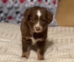 Puppy 6 Miniature Australian Shepherd