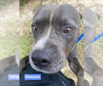 Small #1 American Pit Bull Terrier Mix