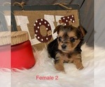 Small Photo #2 Yorkshire Terrier Puppy For Sale in HAMPTON, VA, USA
