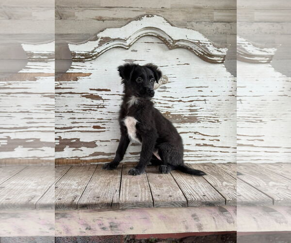 Medium Photo #4 Labrador Retriever-Unknown Mix Puppy For Sale in Rockaway, NJ, USA