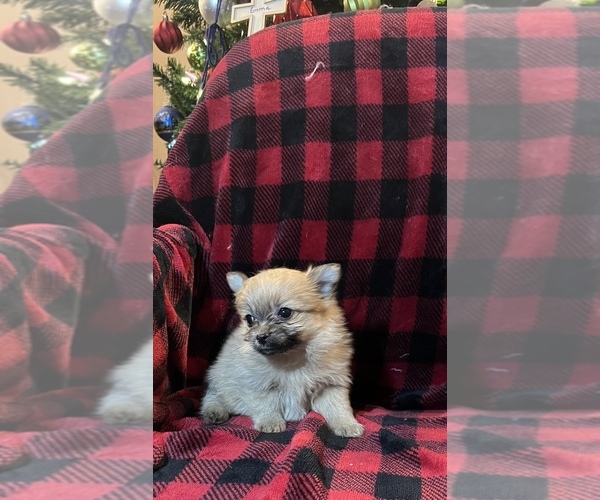 Medium Photo #3 Shiranian Puppy For Sale in LE CLAIRE, IA, USA