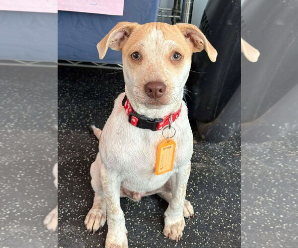 Medium Photo #2 Chihuahua-Unknown Mix Puppy For Sale in Boonton, NJ, USA