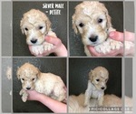Small Photo #11 Goldendoodle Puppy For Sale in VESTA, MN, USA