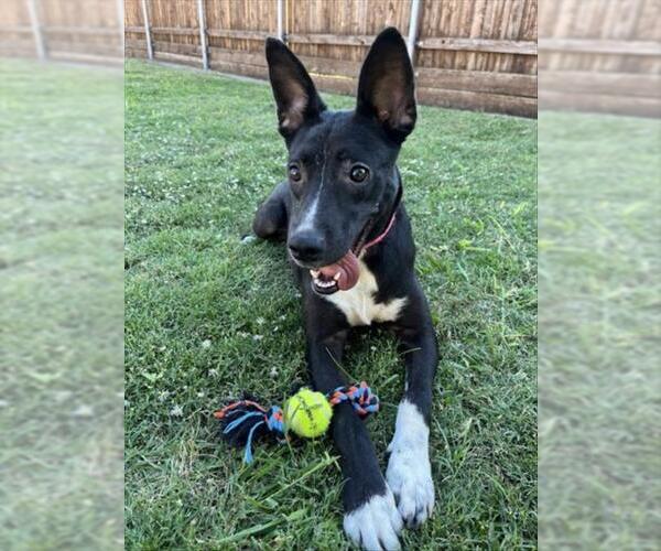 Medium Photo #4 Basenji-Pointer Mix Puppy For Sale in Plano, TX, USA