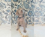 Small #3 Weimaraner