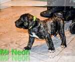 Small Photo #14 Presa Canario Puppy For Sale in PHILADELPHIA, PA, USA